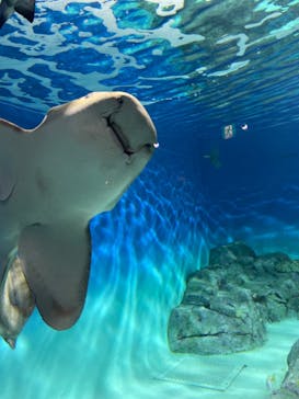 アクアワールド茨城県大洗水族館に投稿された画像（2024/9/22）