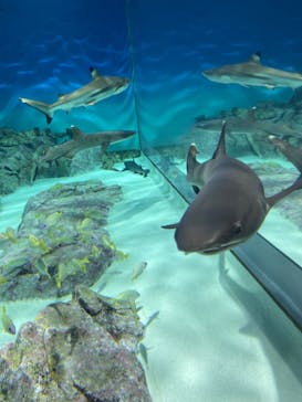 アクアワールド茨城県大洗水族館に投稿された画像（2024/9/22）