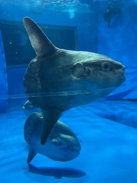 アクアワールド茨城県大洗水族館に投稿された画像（2024/9/22）