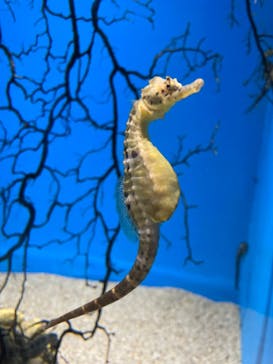 アクアワールド茨城県大洗水族館に投稿された画像（2024/9/22）