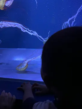 すみだ水族館に投稿された画像（2024/9/22）