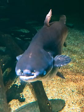世界淡水魚園水族館　アクア・トトぎふに投稿された画像（2024/9/22）