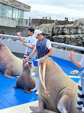 大分マリーンパレス水族館 「うみたまご」に投稿された画像（2024/9/22）