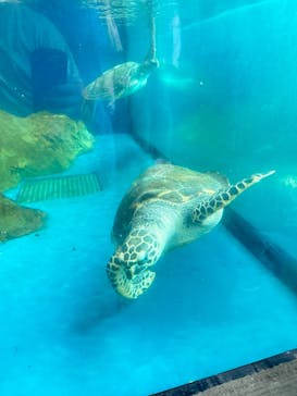 大分マリーンパレス水族館 「うみたまご」に投稿された画像（2024/9/22）