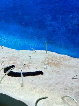 大分マリーンパレス水族館 「うみたまご」に投稿された画像（2024/9/22）