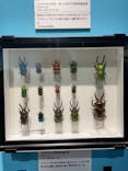 特別展「昆虫 MANIAC」（国立科学博物館）に投稿された画像（2024/9/22）