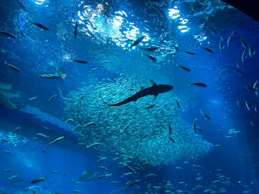 アクアワールド茨城県大洗水族館に投稿された画像（2024/9/22）