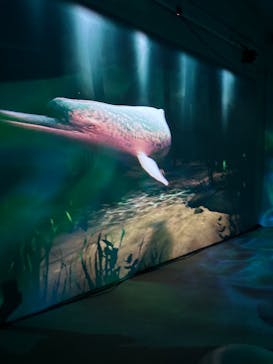 ずかんミュージアム新潟（新潟県民会館）に投稿された画像（2024/9/22）