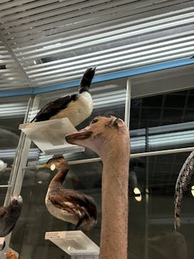 国立科学博物館に投稿された画像（2024/9/22）