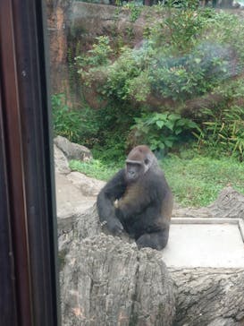 恩賜上野動物園に投稿された画像（2024/9/22）