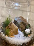 Terrariums 吉祥寺に投稿された画像（2024/9/22）