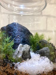 Terrariums 吉祥寺に投稿された画像（2024/9/22）
