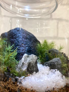 Terrariums 吉祥寺に投稿された画像（2024/9/22）