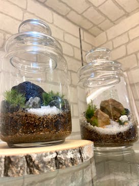 Terrariums 吉祥寺に投稿された画像（2024/9/22）