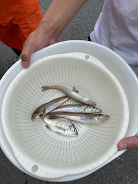 海釣り体験＠レンタル釣竿まるへい遊び隊に投稿された画像（2024/9/22）