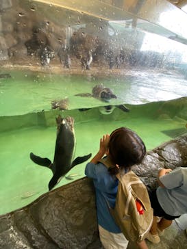 しながわ水族館に投稿された画像（2024/9/22）