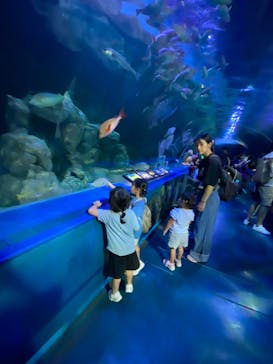 しながわ水族館に投稿された画像（2024/9/22）