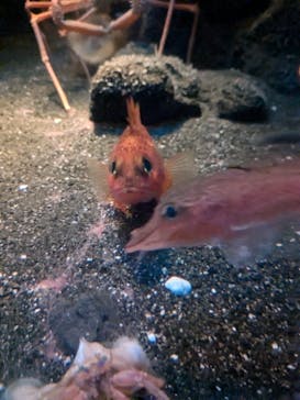 新江ノ島水族館に投稿された画像（2024/9/22）