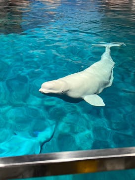 名古屋港水族館に投稿された画像（2024/9/22）