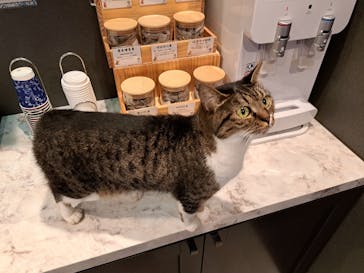 猫カフェモカ　アルシェ大宮店に投稿された画像（2024/9/22）