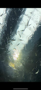 滋賀県立琵琶湖博物館に投稿された画像（2024/9/22）