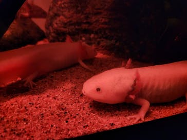 サンシャイン水族館に投稿された画像（2024/9/22）