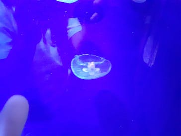 サンシャイン水族館に投稿された画像（2024/9/22）