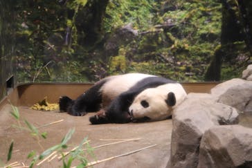 恩賜上野動物園に投稿された画像（2024/9/22）