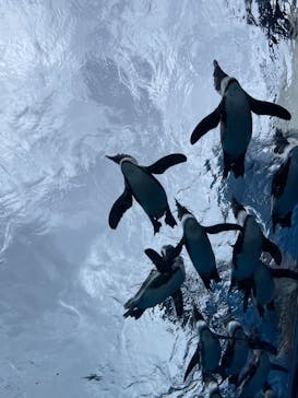 サンシャイン水族館に投稿された画像（2024/9/22）