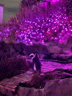 サンシャイン水族館に投稿された画像（2024/9/22）