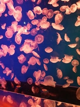 名古屋港水族館に投稿された画像（2024/9/22）