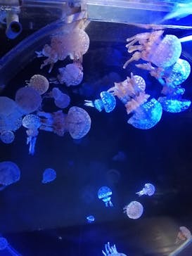 名古屋港水族館に投稿された画像（2024/9/22）
