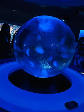 新江ノ島水族館に投稿された画像（2024/9/22）