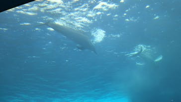 四国水族館に投稿された画像（2024/9/22）