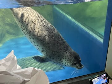 新江ノ島水族館に投稿された画像（2024/9/22）