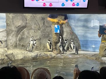 新江ノ島水族館に投稿された画像（2024/9/22）