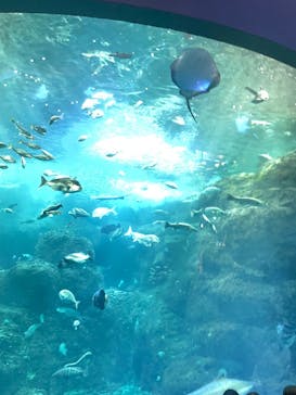 新江ノ島水族館に投稿された画像（2024/9/22）
