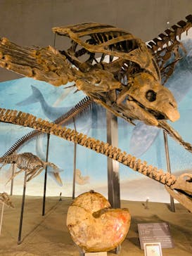 福井県立恐竜博物館に投稿された画像（2024/9/22）