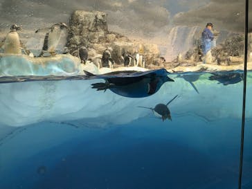 名古屋港水族館に投稿された画像（2024/9/22）