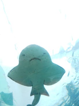 名古屋港水族館に投稿された画像（2024/9/22）