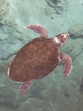 名古屋港水族館に投稿された画像（2024/9/22）