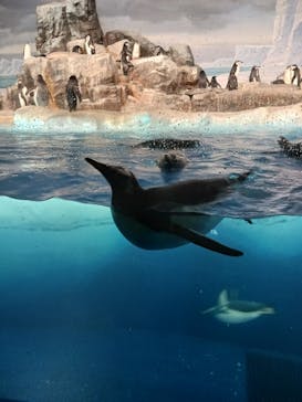 名古屋港水族館に投稿された画像（2024/9/22）
