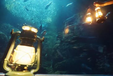 新江ノ島水族館に投稿された画像（2024/9/22）