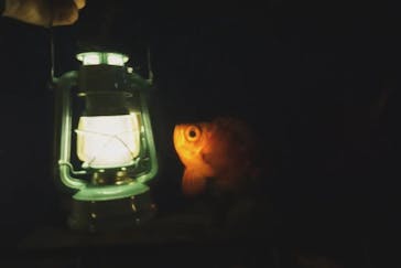 新江ノ島水族館に投稿された画像（2024/9/22）