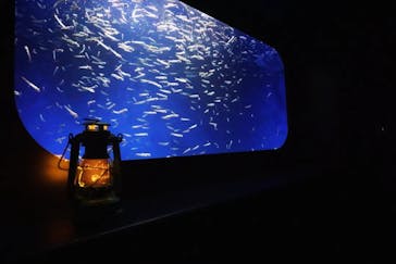 新江ノ島水族館に投稿された画像（2024/9/22）