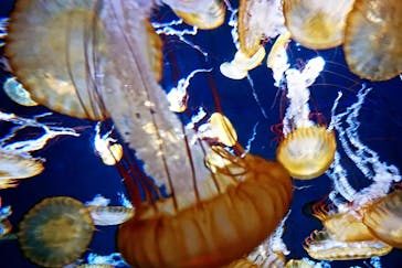 新江ノ島水族館に投稿された画像（2024/9/22）