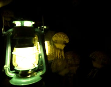 新江ノ島水族館に投稿された画像（2024/9/22）