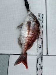 つり太郎に投稿された画像（2024/9/22）