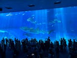 沖縄美ら海水族館に投稿された画像（2024/9/23）