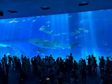 沖縄美ら海水族館に投稿された画像（2024/9/22）